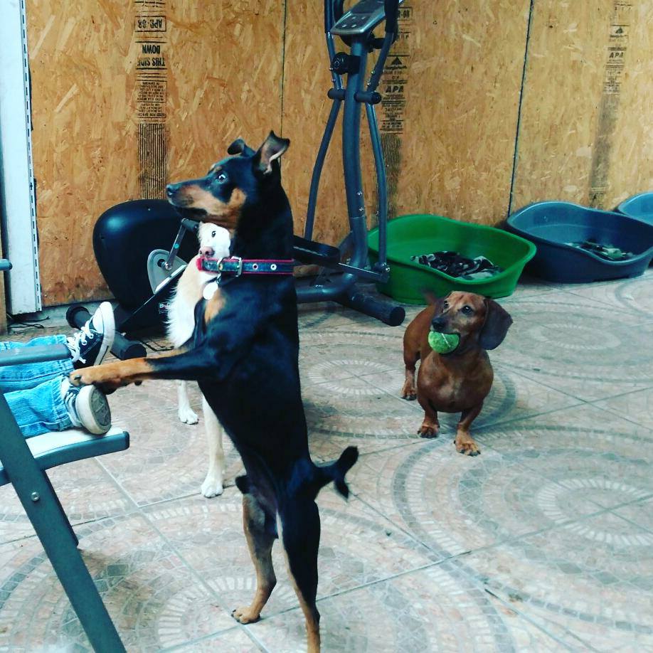 Hotel para perros Puerto Montt Puppy Dogs