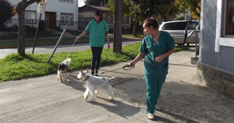 Hotel para perros y gatos Boroschek