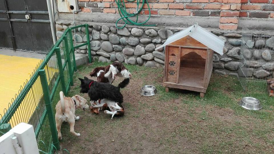 Hotel para perros Club Canino Cuenca