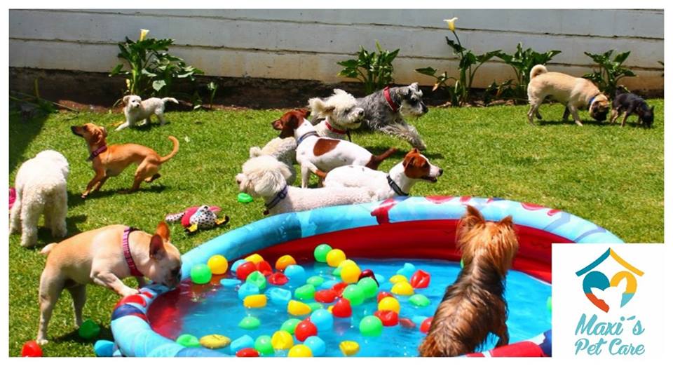 Hotel para perros Maxis Pet Care