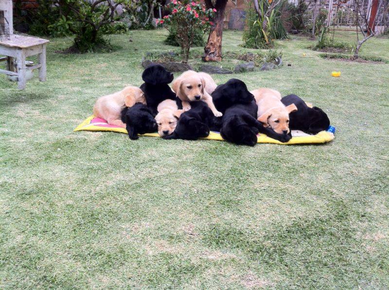 Hotel para perros y gatos Animalandia