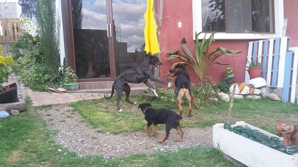 Hotel para perros Hotel Canino Patitas