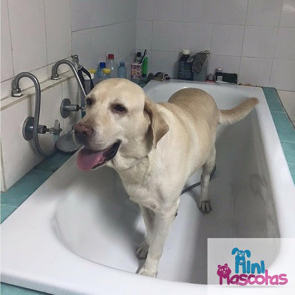Hotel para perros Mini Mascotas