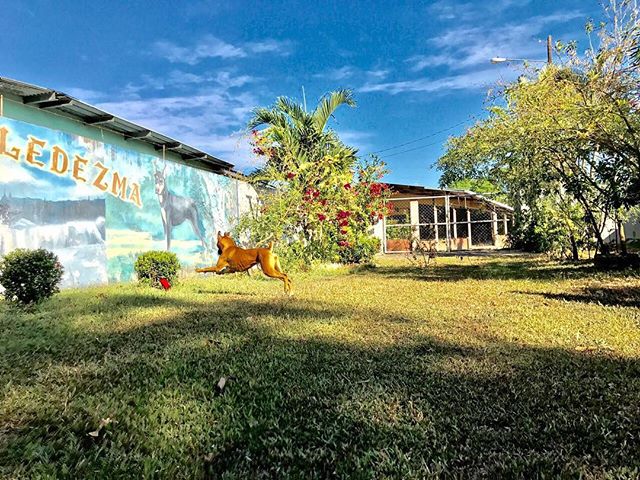 Hotel para perros Hotel For Dogs