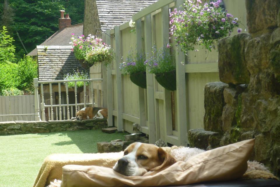 Oaksedge Farm Dog Hotel