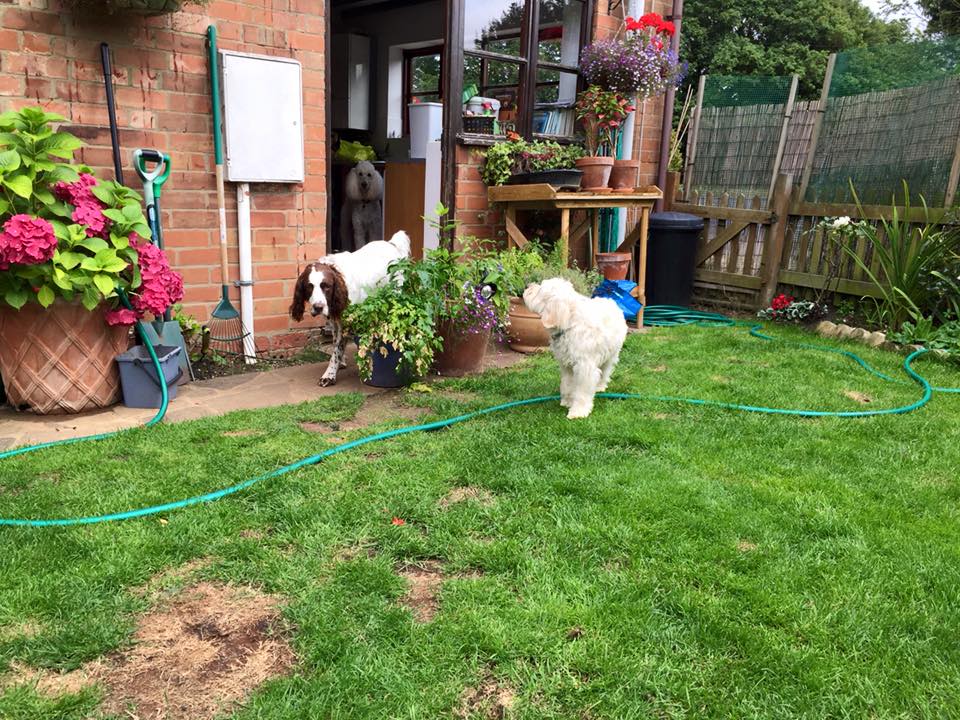 The Luxury Dog Hotel