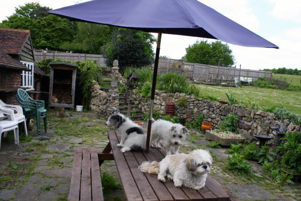 Best Doggy Hotel Boarding Kennel