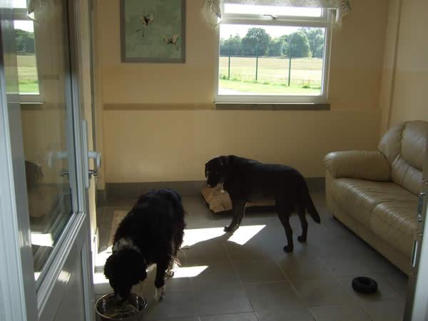 The Grove Luxury Boarding Kennel