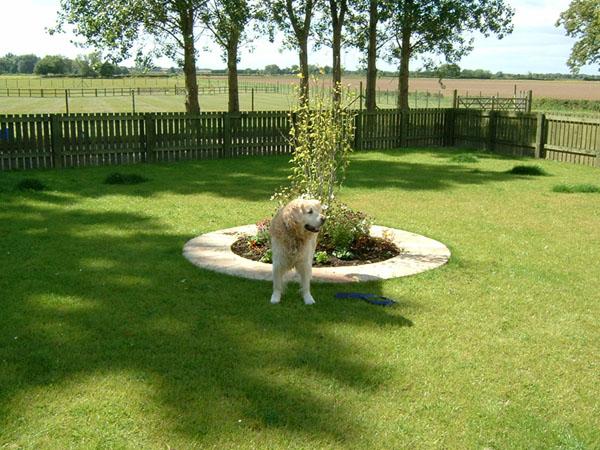 Top Dog Boarding Kennel