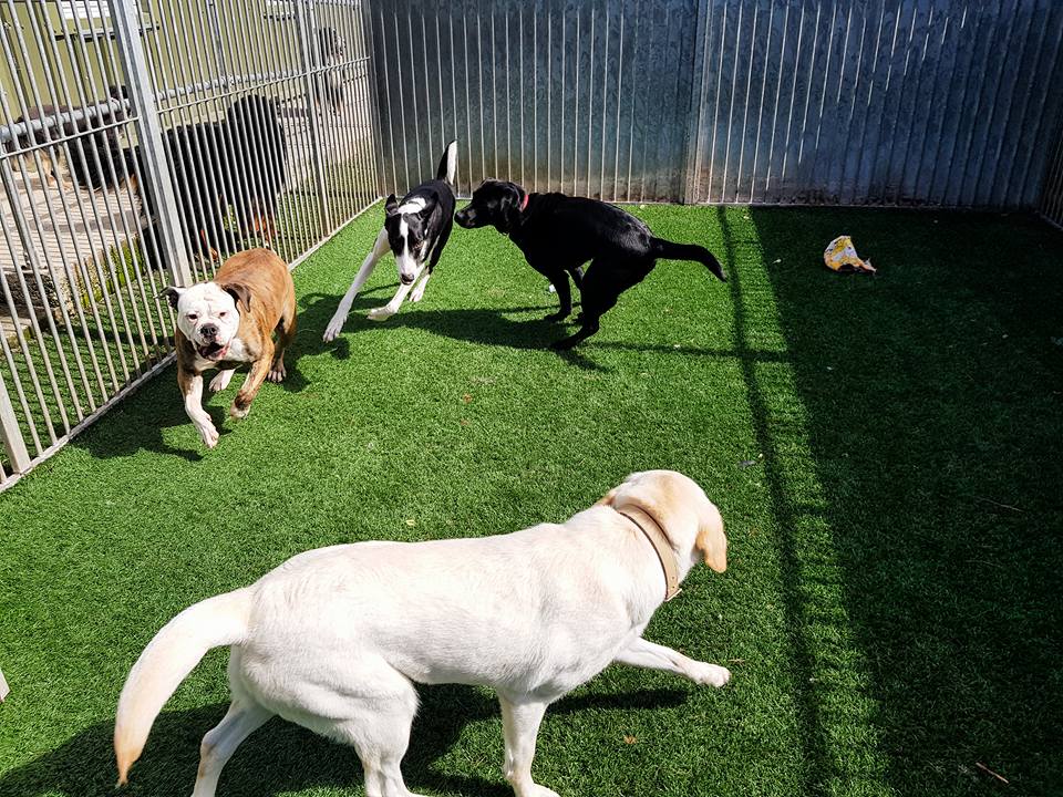Photo of Four Paws Country