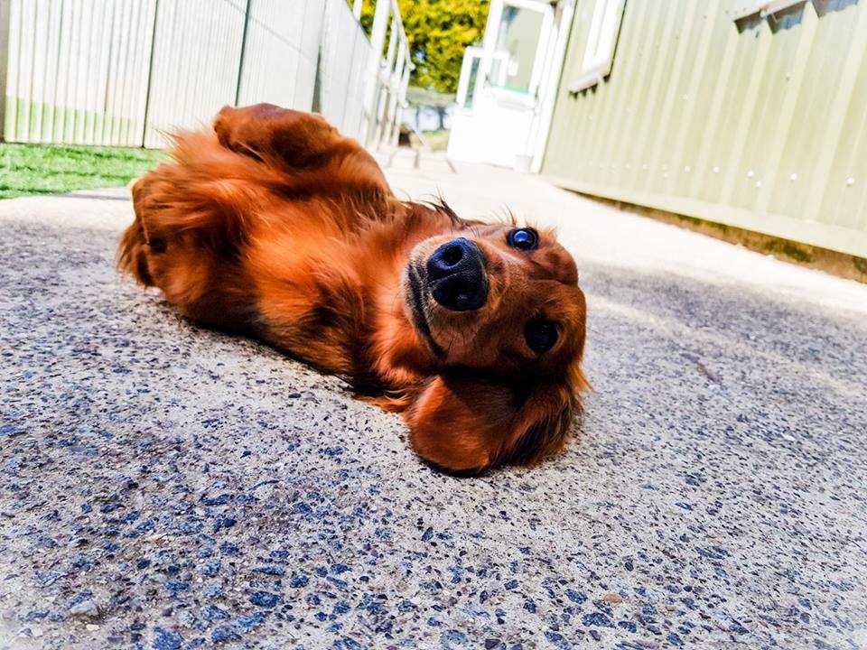 Photo of Four Paws Country