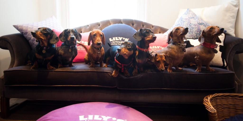Sausage Dog Hotel