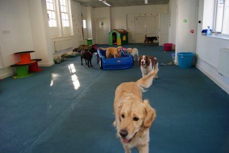 Chaiquinta Boarding Kennel