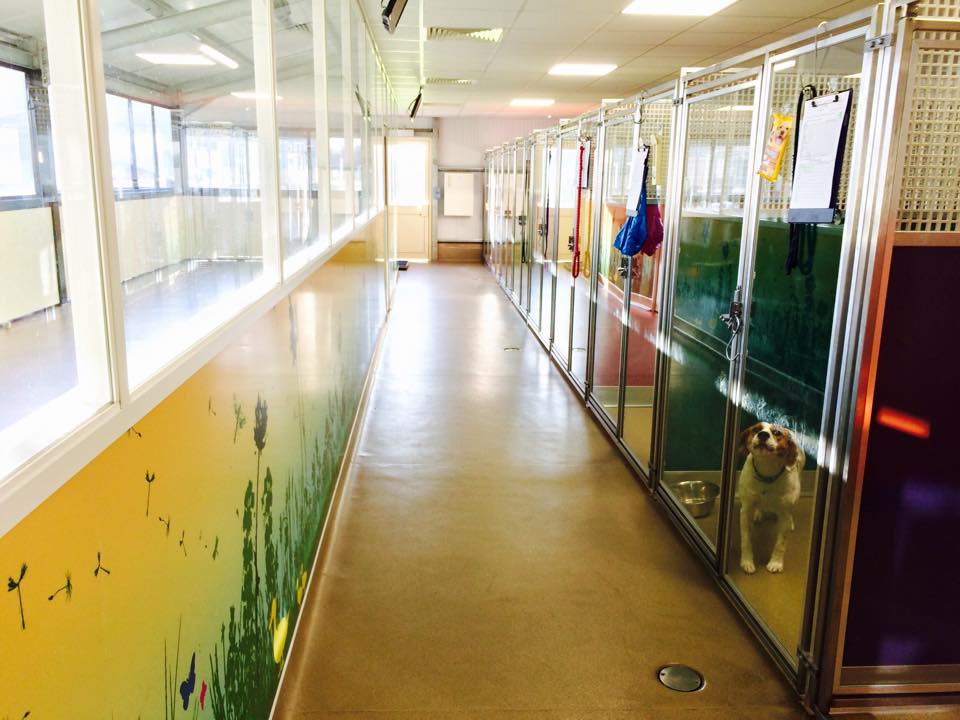 Hydegate Pet Resort Boarding Kennel