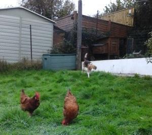Mutts About Dogs Boarding Kennel