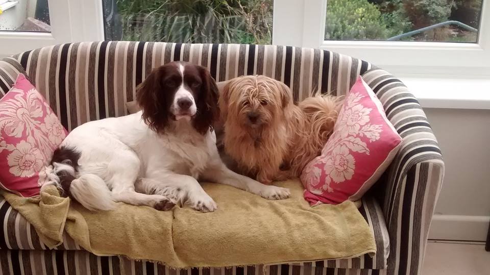 Photo of Every Dog