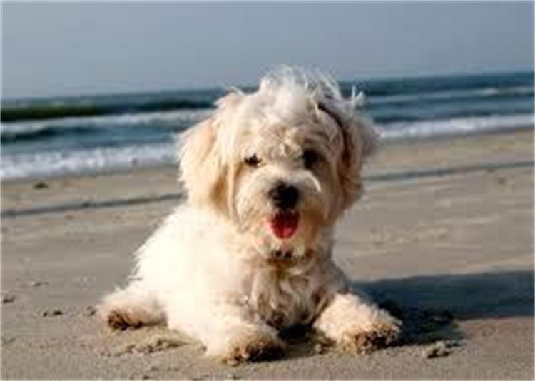 Personal Pet and Home Care Boarding Kennel