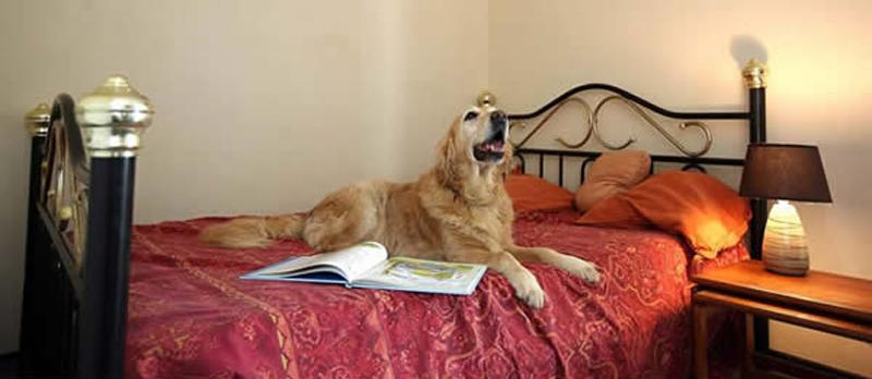 Photo of Canine Country Club