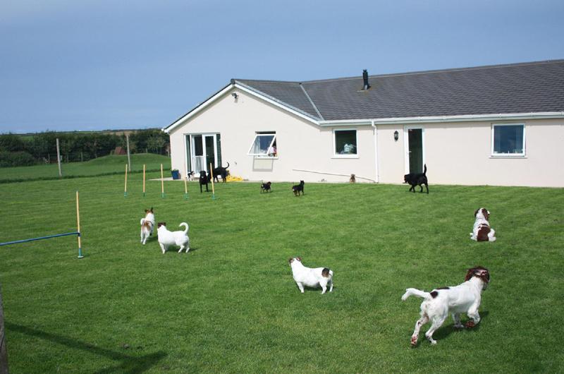 Photo of Canine Country Club