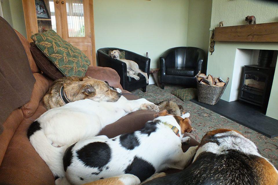 Loyalty to Dogs Boarding Kennel