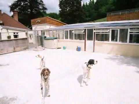 Lapford Lodge Boarding Kennel