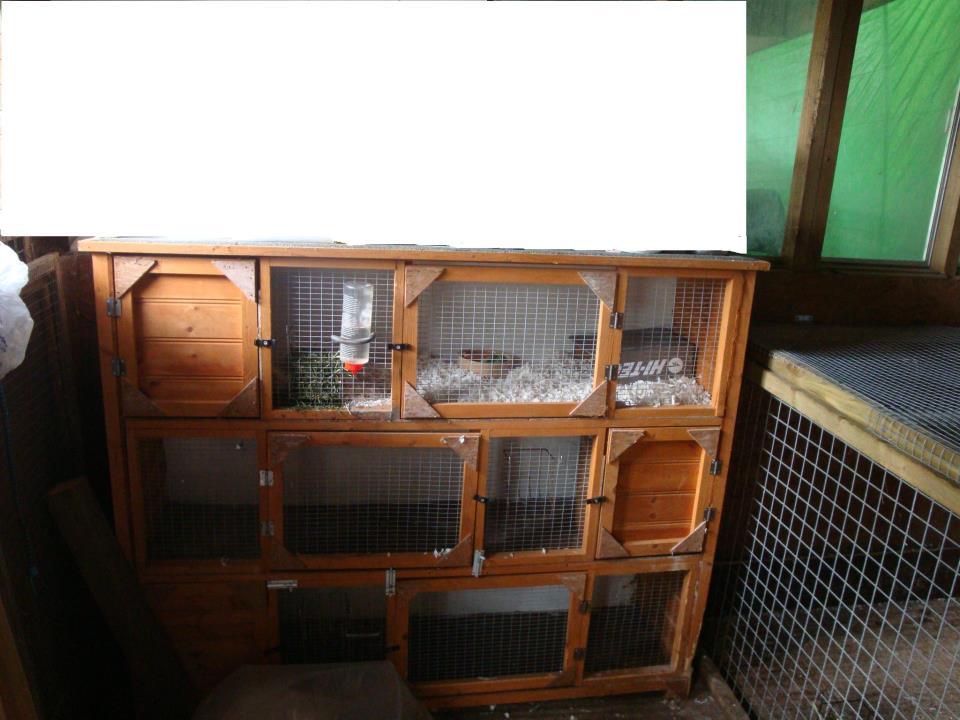 Bunny Boarding Heaven Boarding Kennel