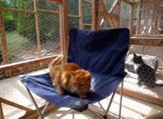 Photo of Purrfect