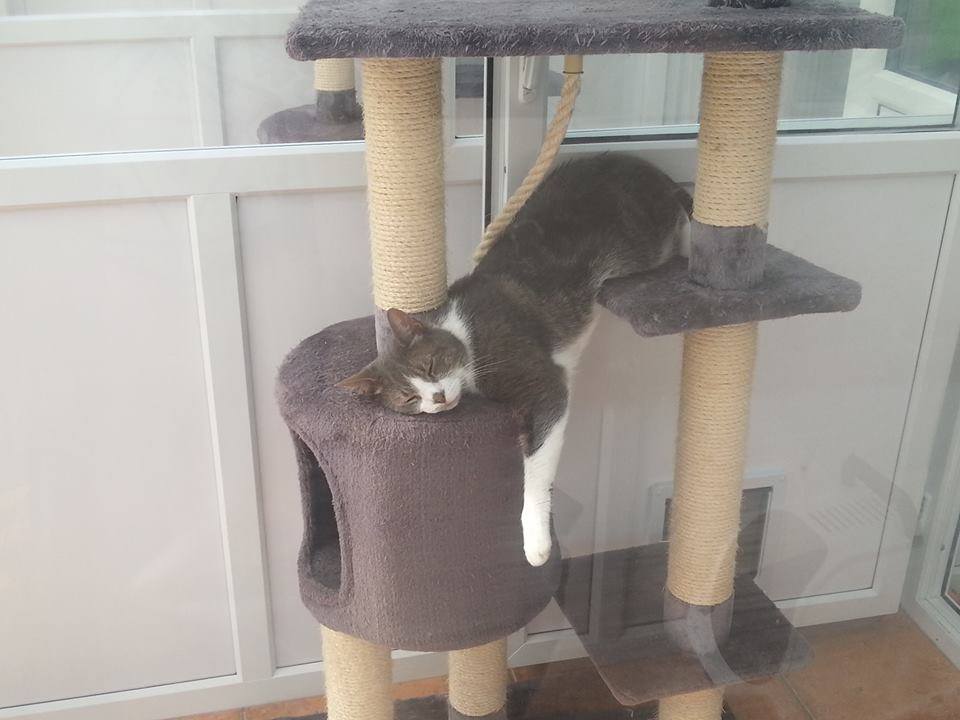 Fairmile Cat Hotel