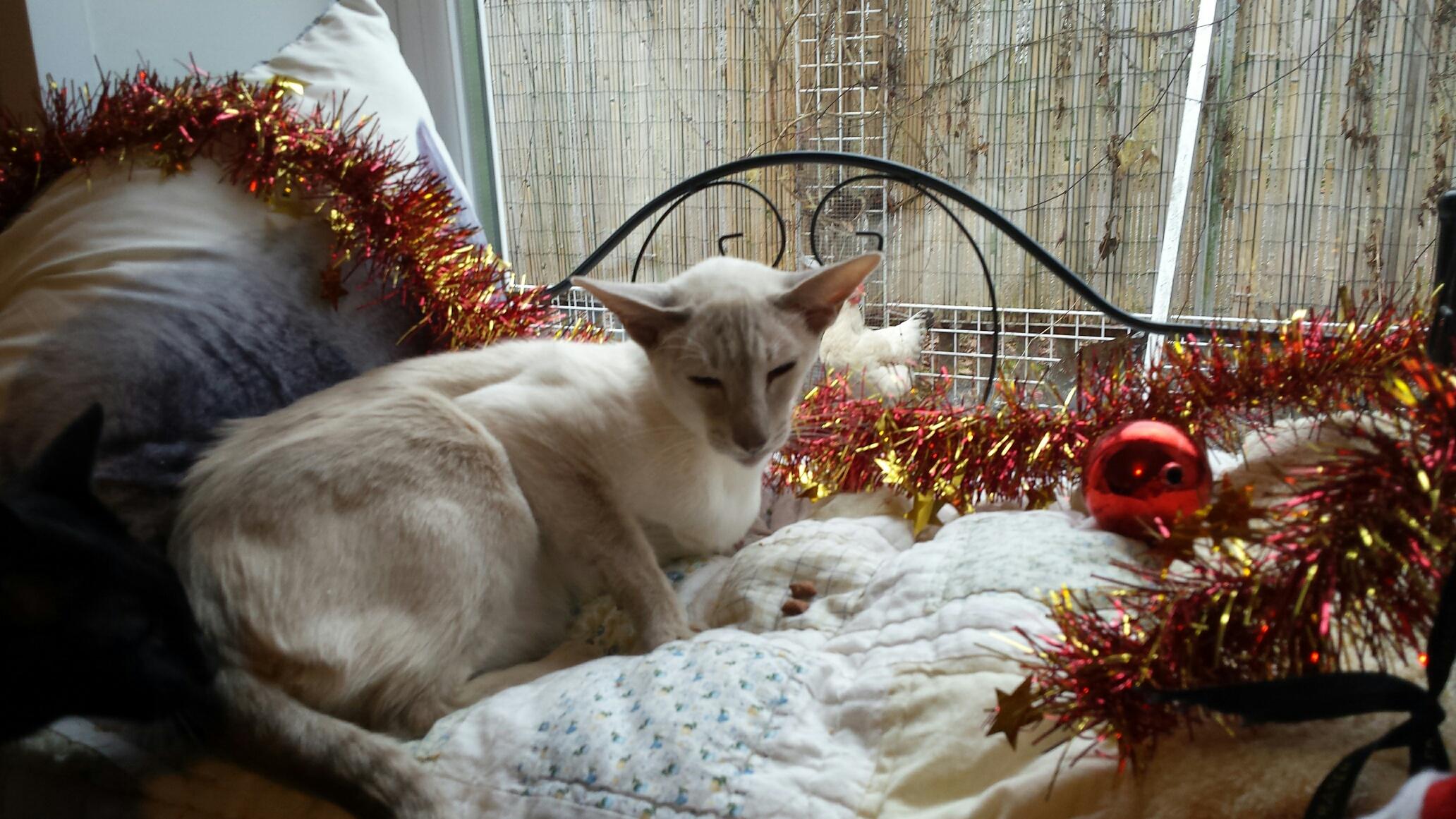 Premier Cat Hotel