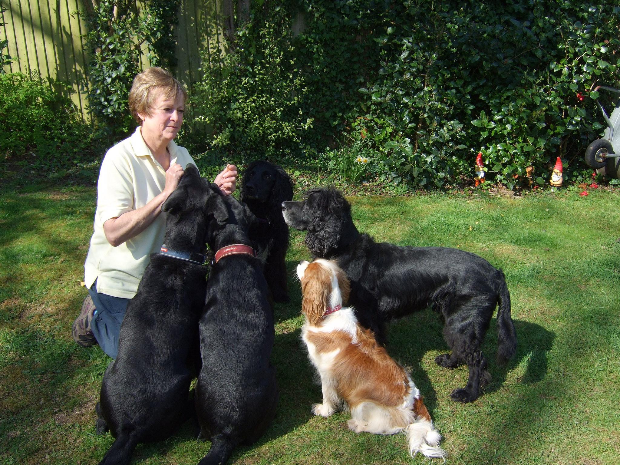 Animals at Home Boarding Kennel