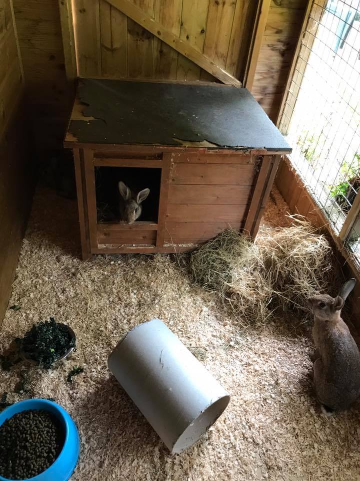 Pets Time Grimsby Boarding Kennel