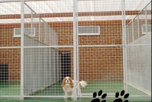 Photo of Animal Heaven