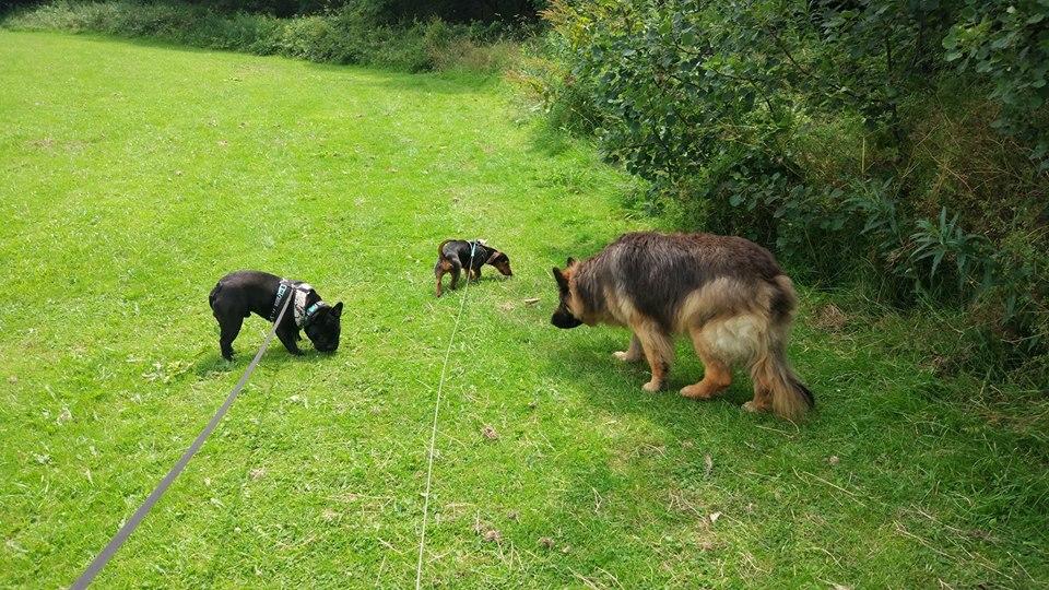 McMurrays Dog Walking Boarding Kennel