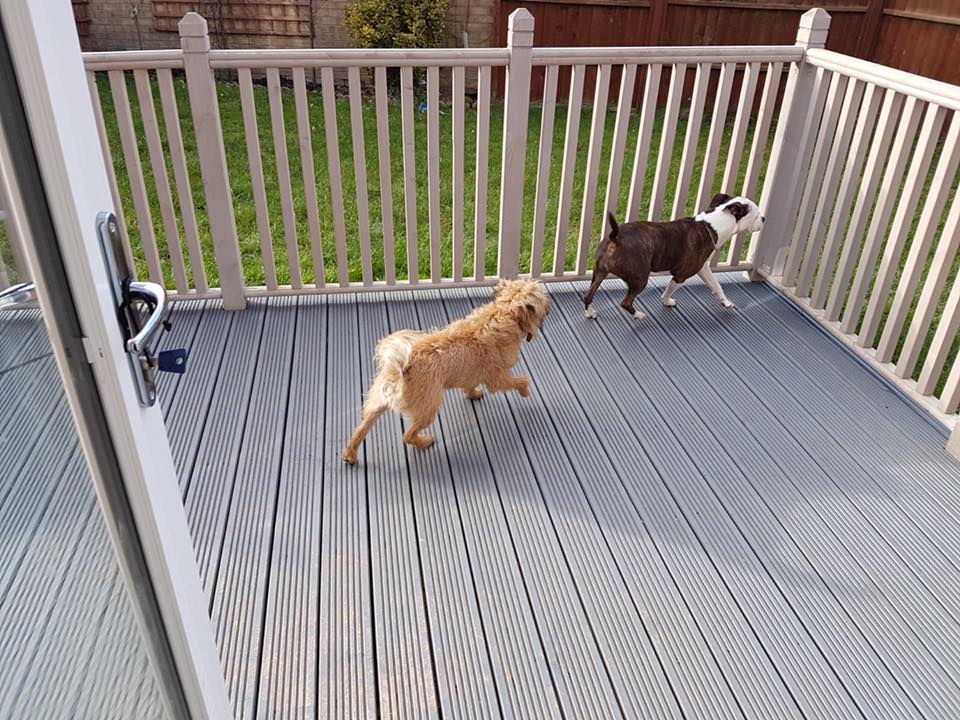 Dog Paw Boarding Kennel