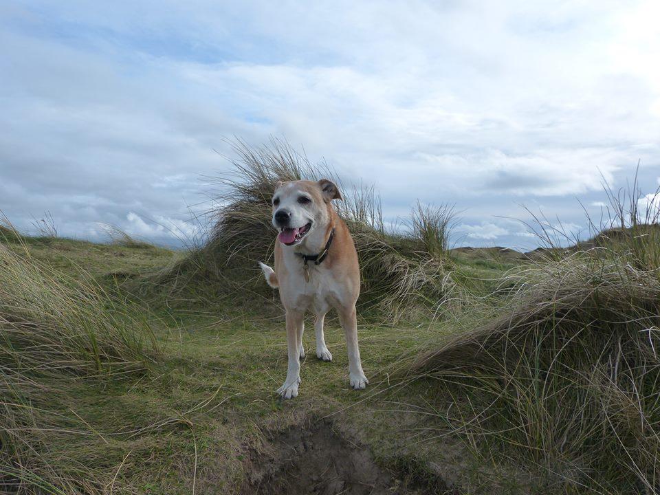 Hansons Hounds Boarding Kennel