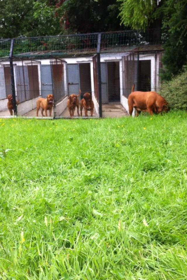 Solwol Boarding Kennel