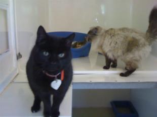 Tong Feline Retreat Boarding Kennel