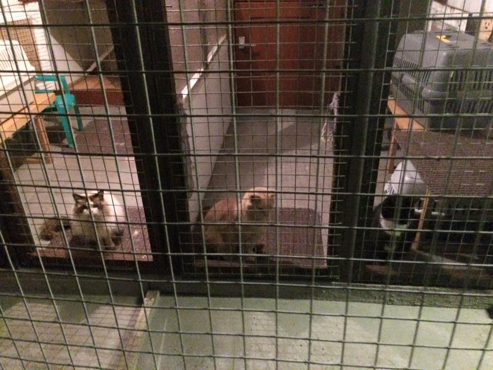 Popplewells Boarding Kennel