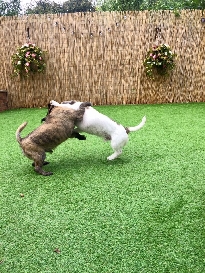 New Forest Pet Care