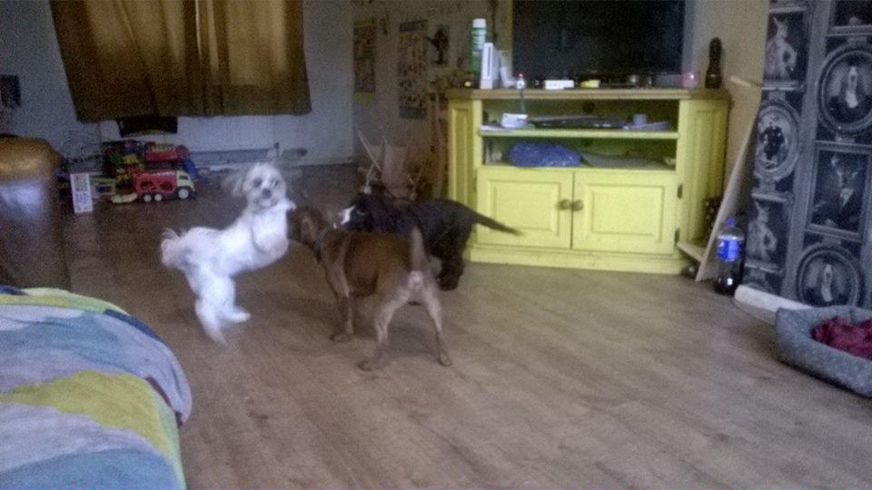 Hounds in a Hurry Boarding Kennel