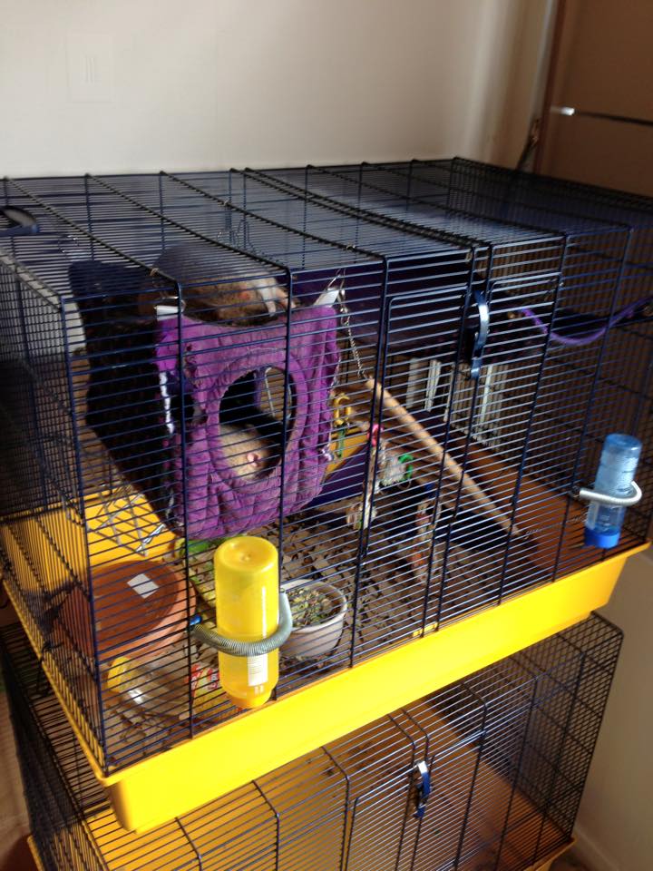 Morley Small Pet Boarding Kennel