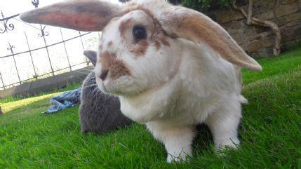 Greetland Small Pet Boarding Kennel