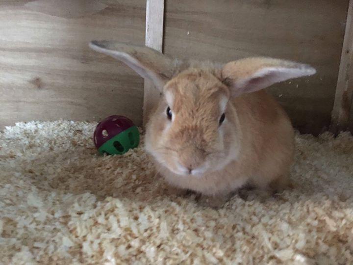 Shadwell Bunny Hotel Boarding Kennel