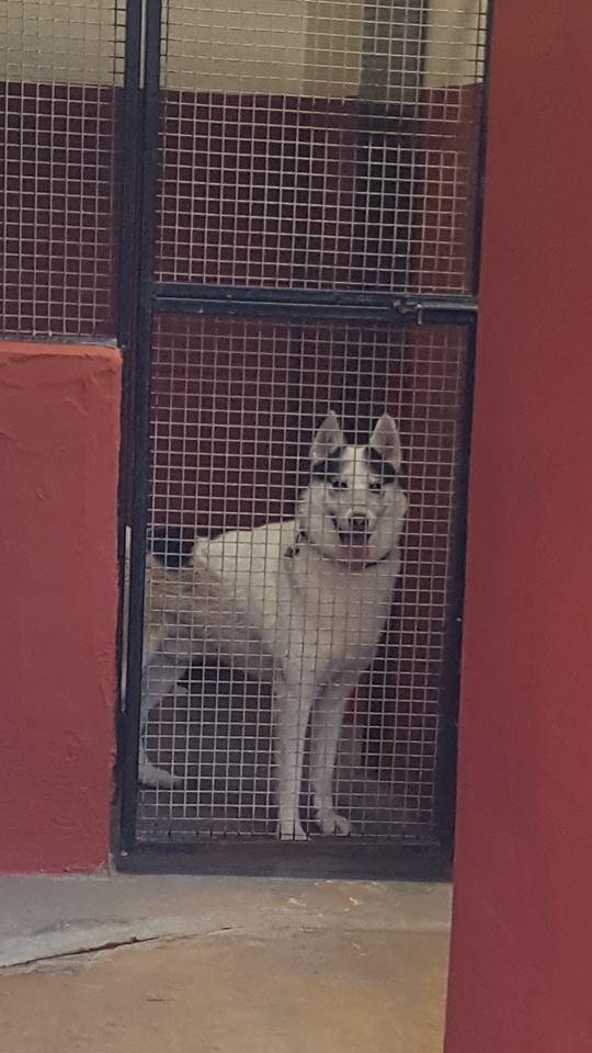 Flushdyke Boarding Kennel