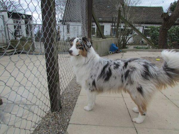 Westfield Boarding Kennel