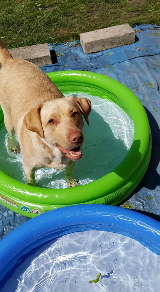 Pawfect Buddies Boarding Kennel