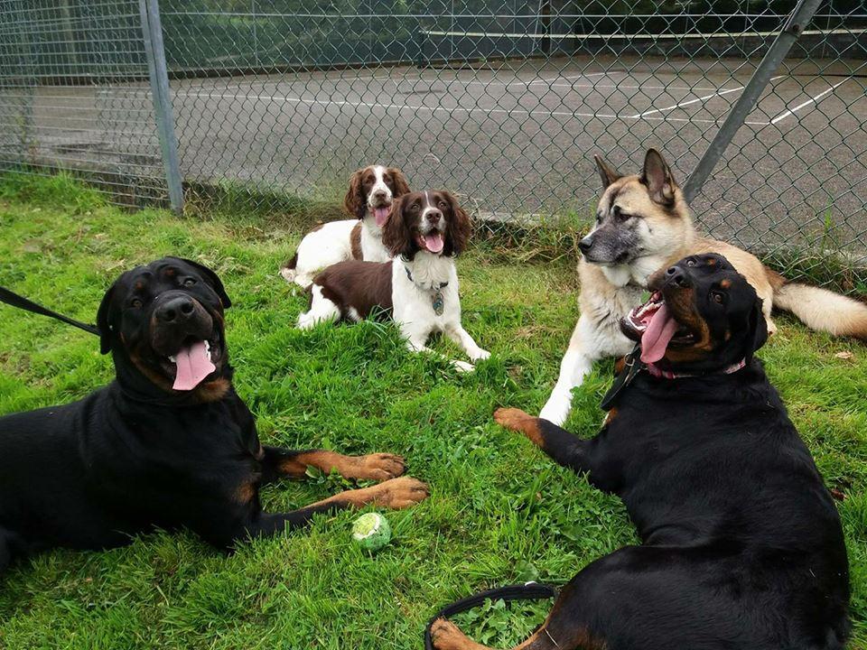 Beach Buddies Boarding Kennel