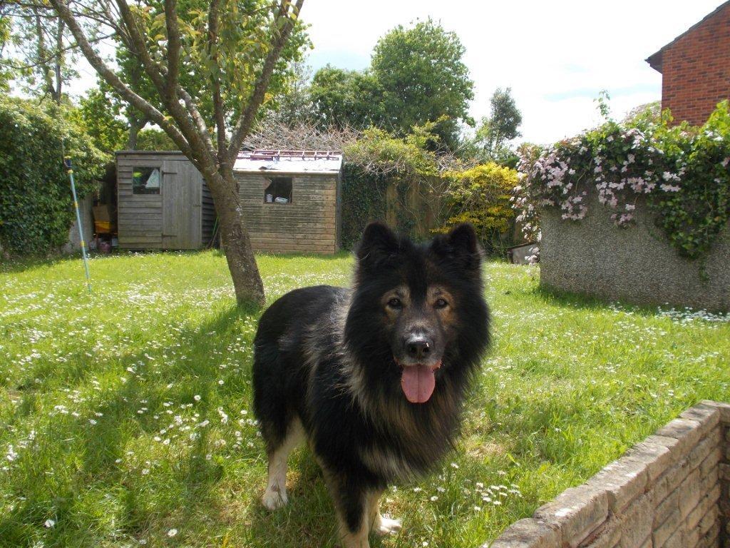 Wickham Walkies Boarding Kennel