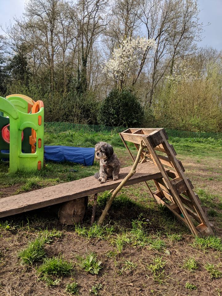 Woofs Wags Walks Boarding Kennel