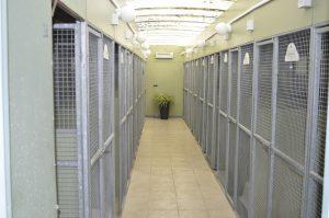 Ash Cross Boarding Kennel